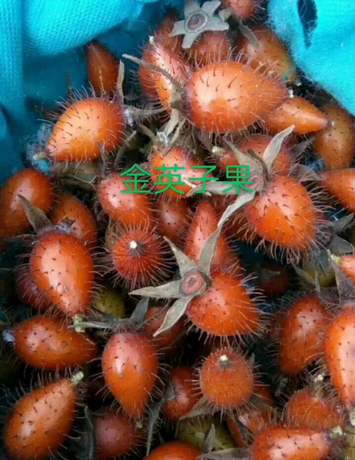  金樱子，金英子鲜品