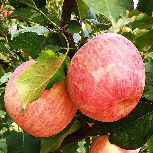 红富士苹果苗 ，瑞香红苹果，众诚苹果，盆栽地栽南北方种植基地