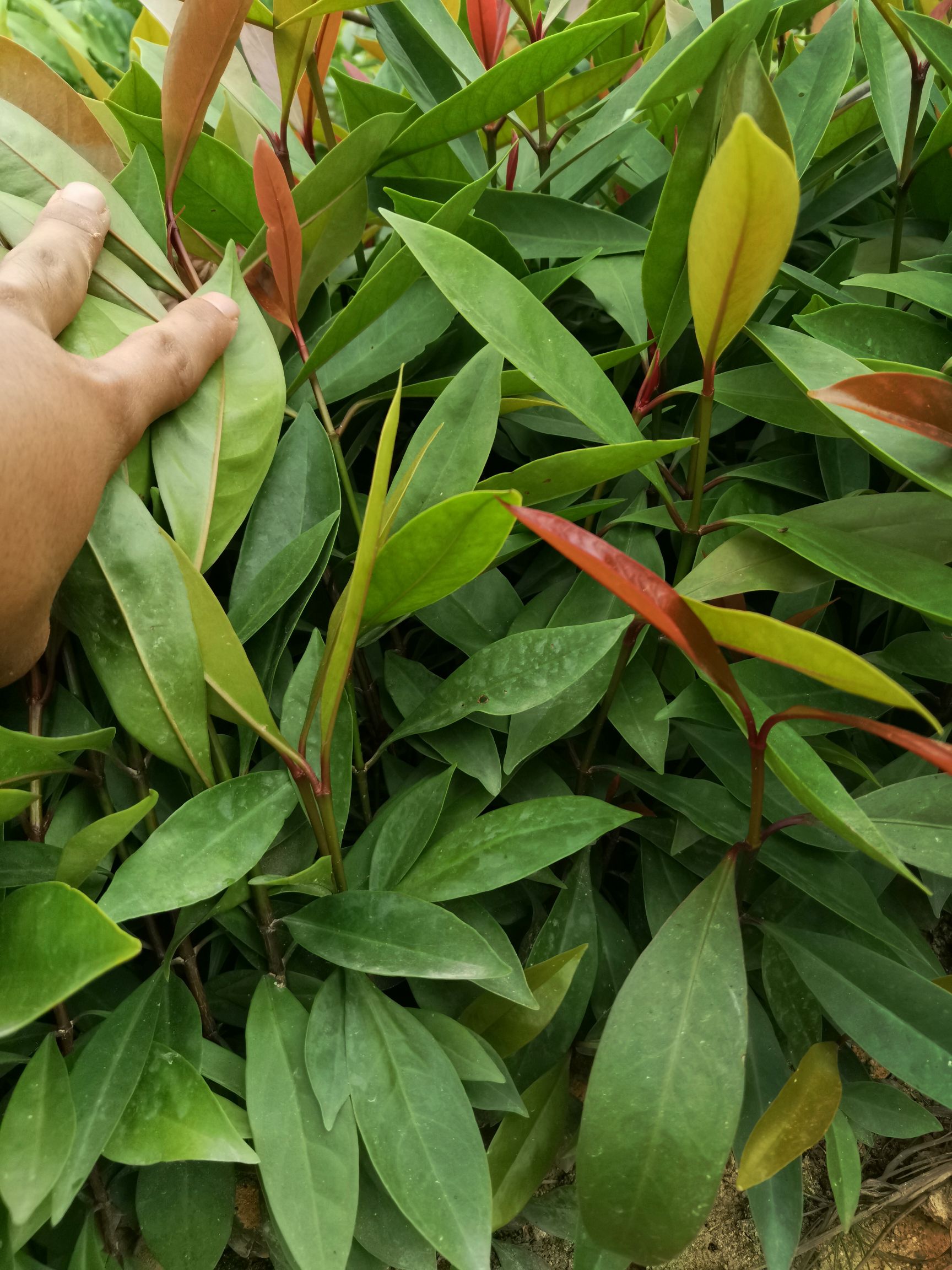 山竹树苗 黄金山竹苗岭南山竹竹果龙蒙树苗直生苗