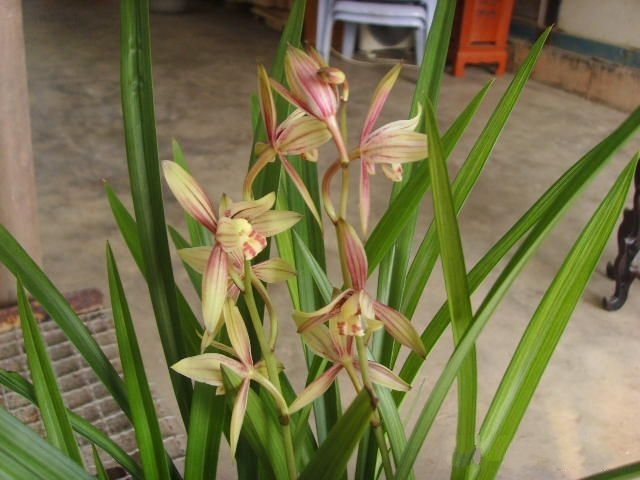 广饶县兰花香飞 企黑爪  黑雪姬等等兰花精品