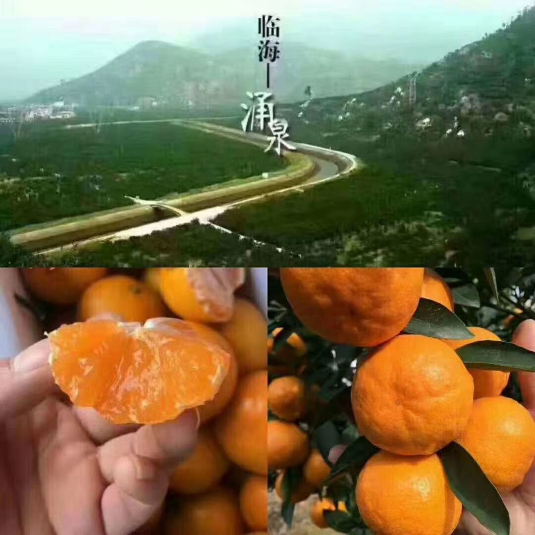 柑桔 