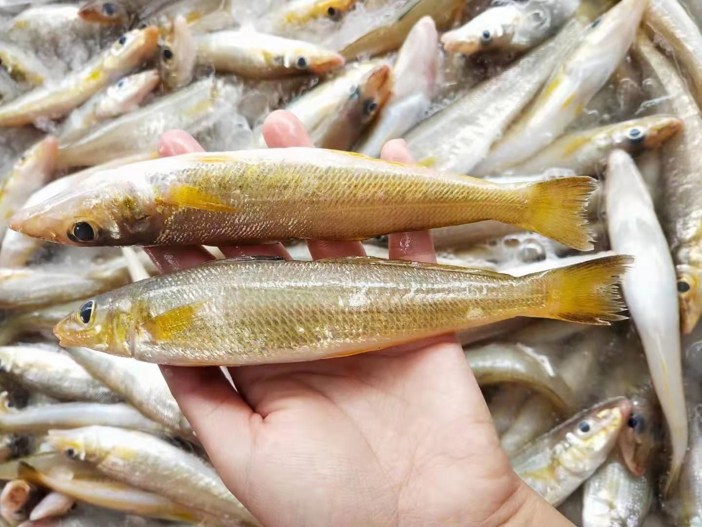 阳江 沙丁鱼