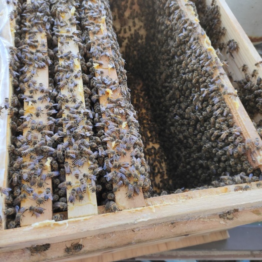 廉江市中华蜜蜂  中华土蜂群出售