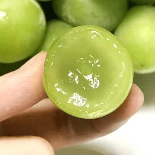 醉金香葡萄苗 香甜可口醉金香