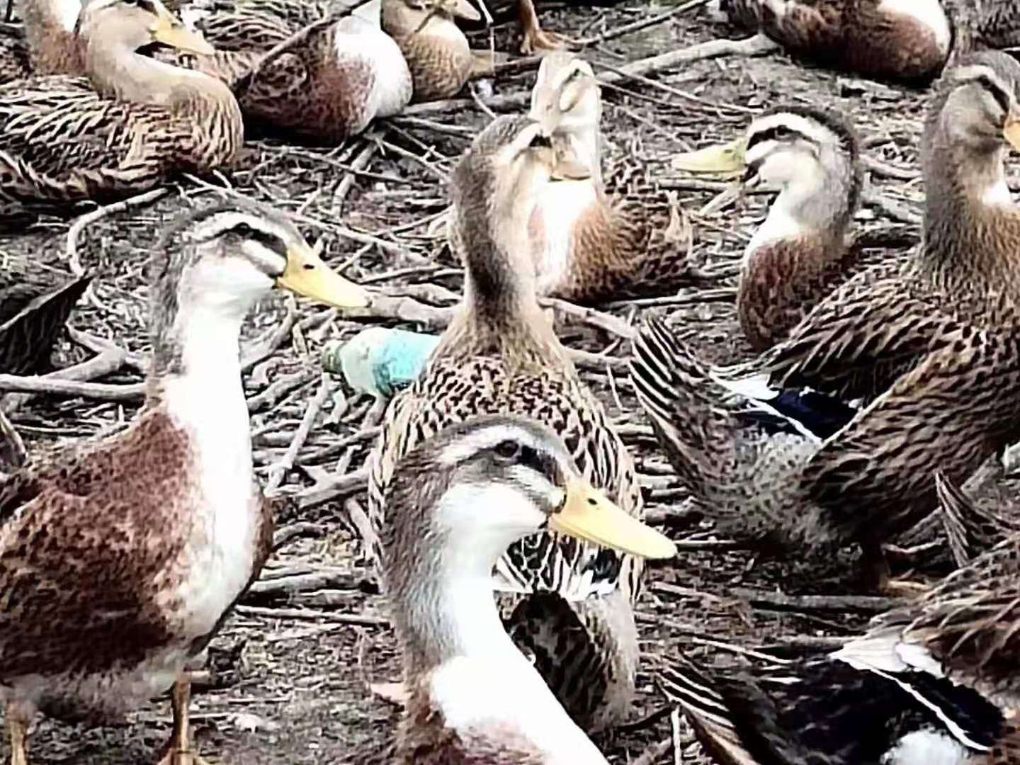 麻鸭 平均5.5斤。4.6元一斤。4000个。手慢无，，合浦