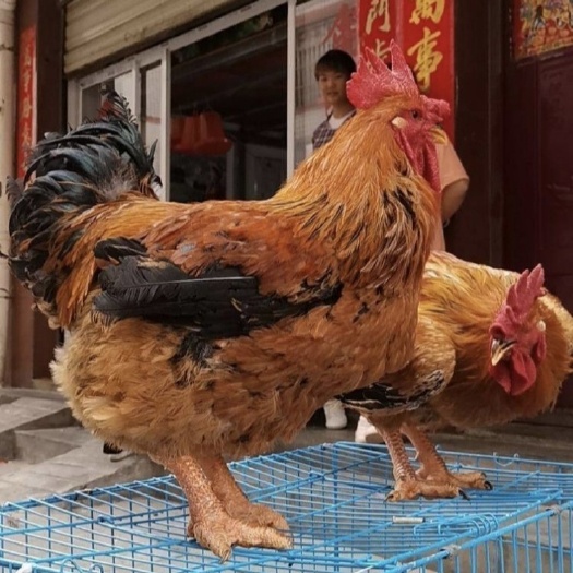 阿克苏市麻黄K9鸡苗批发 新广 K901鸡苗 广东农科院麻黄鸡苗