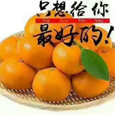柑桔 