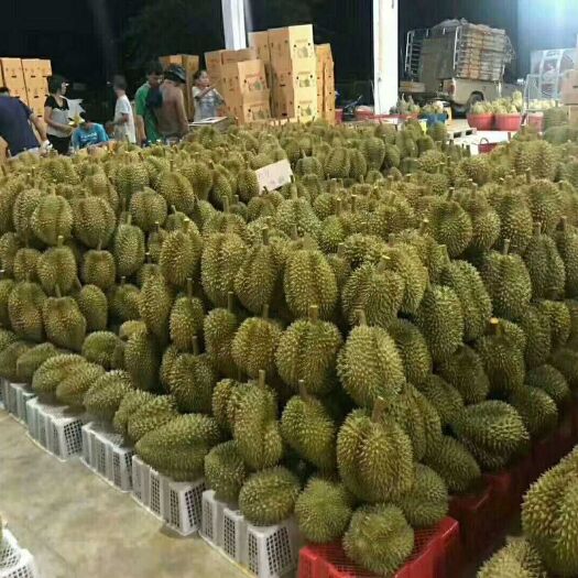 清远越南菠萝蜜 越南新鲜菠萝蜜。