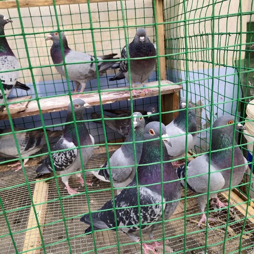 商丘老信鸽45一只 ，