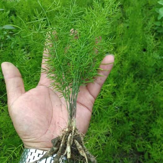 灵山县天门冬  广西良种大天冬苗种子苗分株苗量大优惠包邮