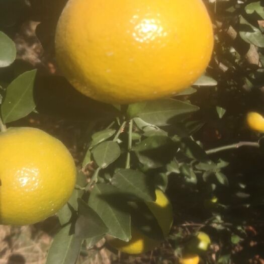 钟山县皇帝柑皮薄水多无渣肉甜