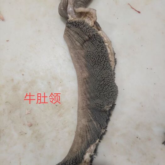 牛肚  肚领