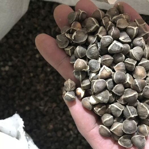 文山市 正宗纯印度辣木籽精选食用辣木子天然散装新籽500克