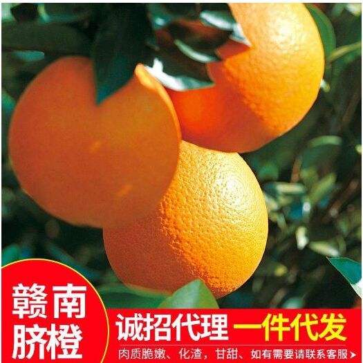 宁都县脐橙  正宗赣南特级果(果径80-90MM)新鲜橙子