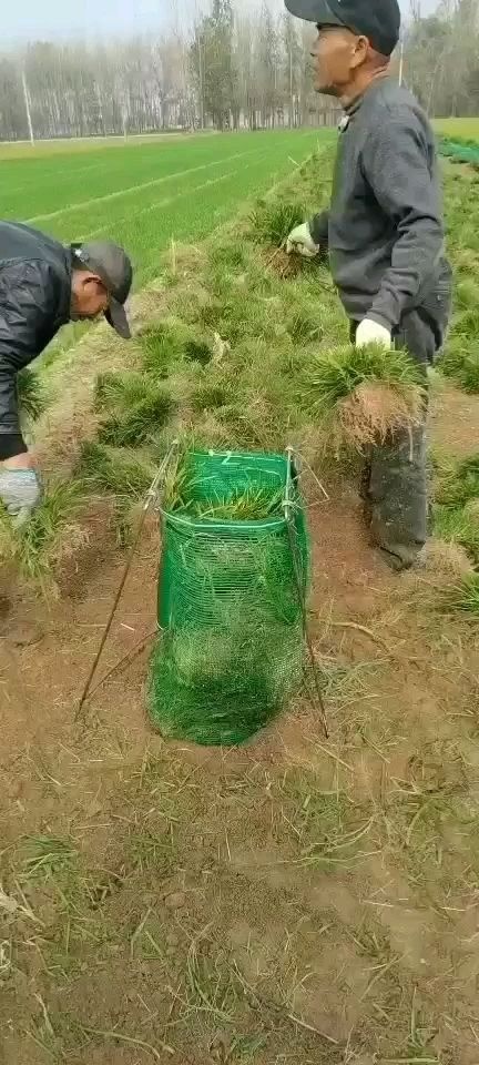 曹县麦冬草  常年供应麦冬苗常年供应麦冬苗现挖麦冬苗基地成活率高达99