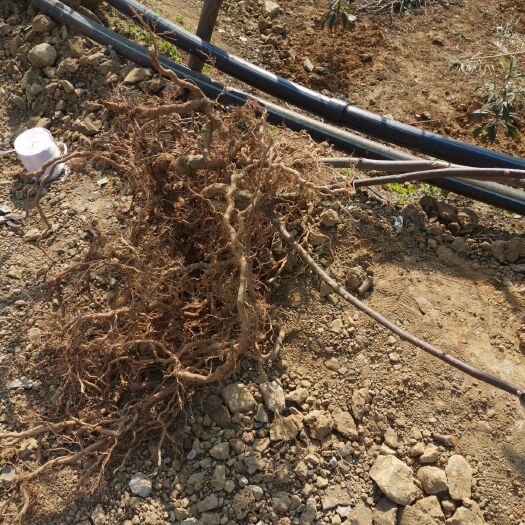 苍溪县猕猴桃实生苗 实生苗 