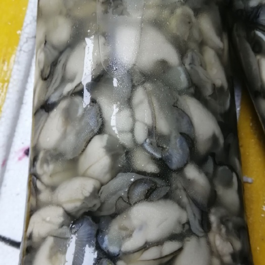 上海福建生蚝 杜蛎，生蚝肉