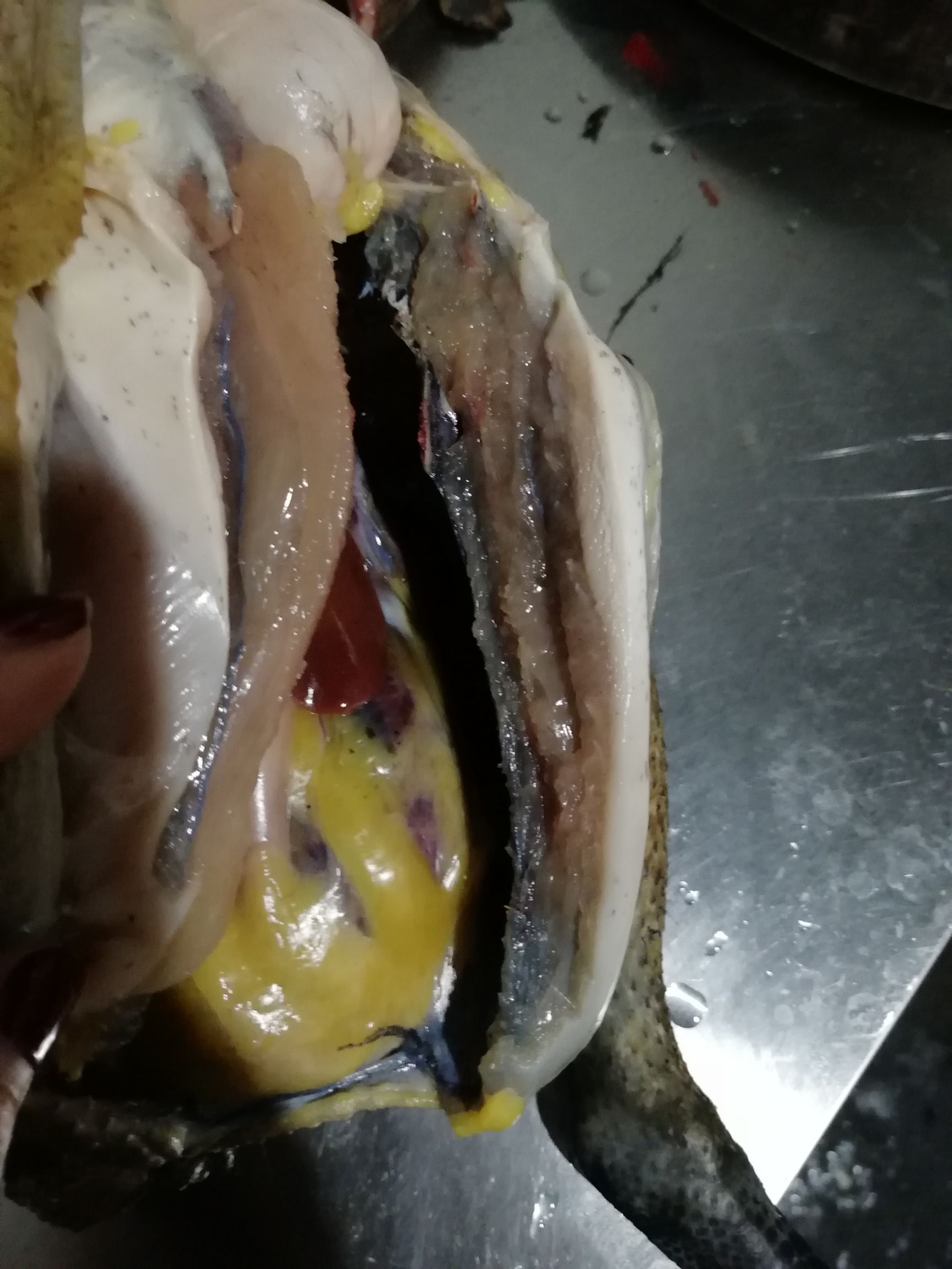 五黑鸡 两年半五黑一绿鸡，乌皮白肉，全粮食散养