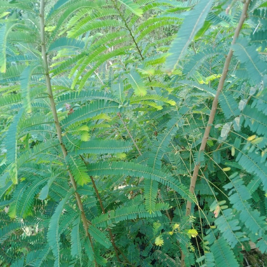 景东县黄橄榄苗  余甘果苗