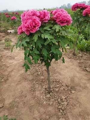 菏泽观赏牡丹 独杆牡丹花苗 花王 岛锦 十年以上苗