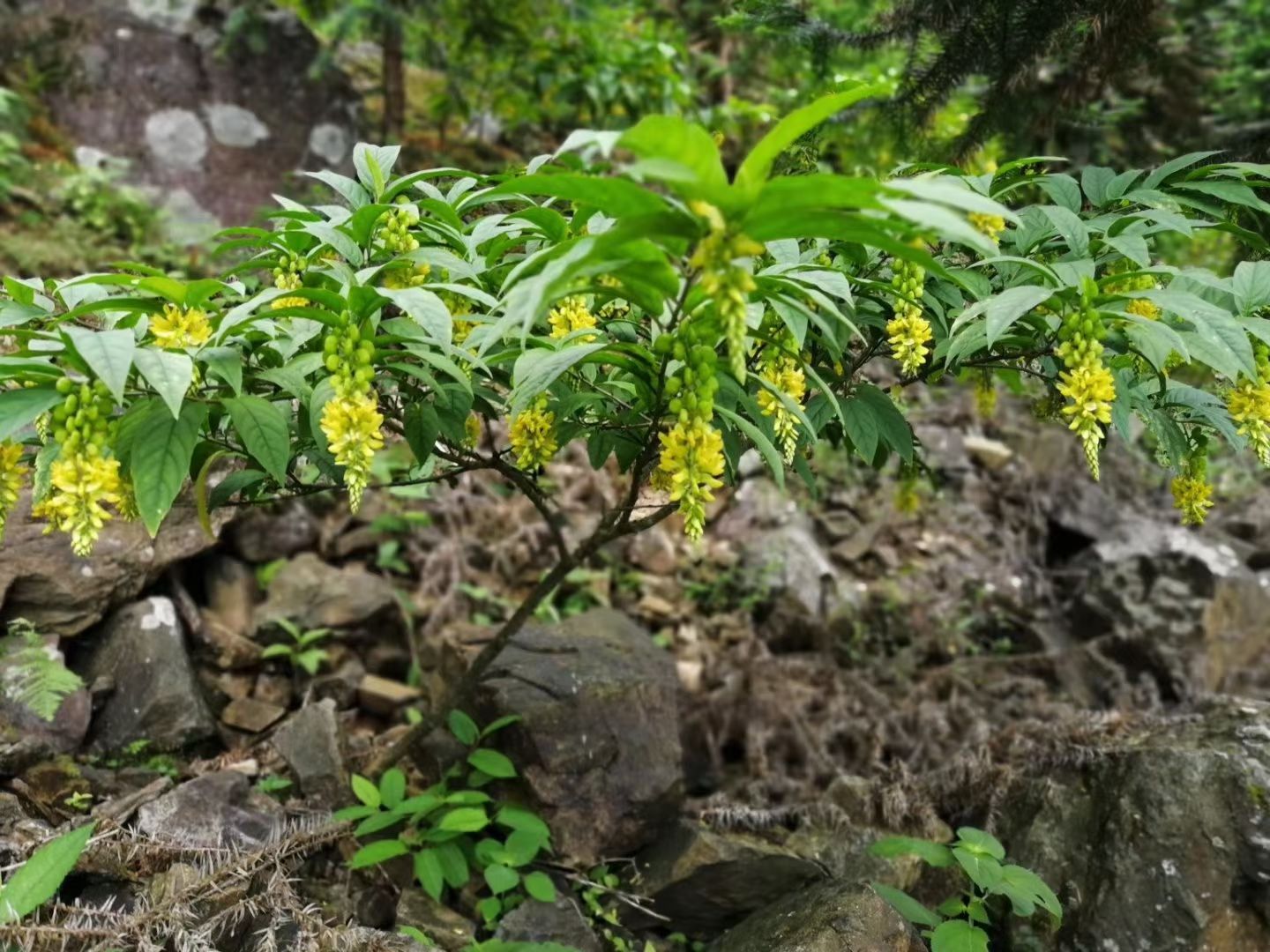 黄花倒水莲种苗  黄花倒水莲苗  ，黄花远志苗，观音串苗