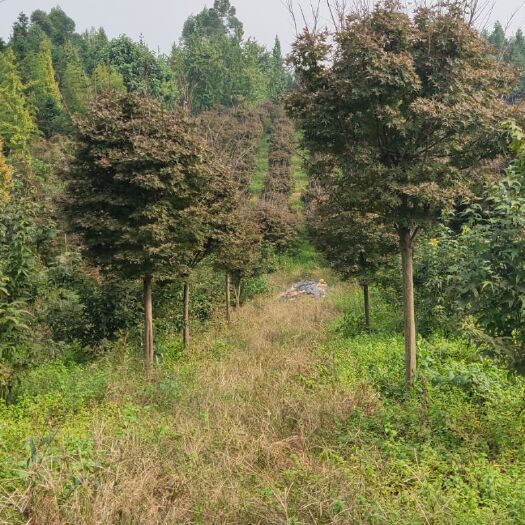 全州县红枫，鸡爪槭【基地直发】品质保证，量大从优，电议