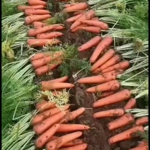 开封三红胡萝卜  开封红萝卜。脆甜。长度在15公分以上。