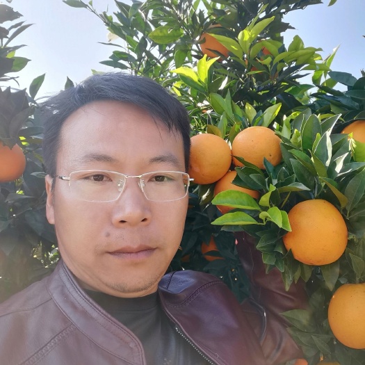 芷江县纽荷尔脐橙苗  纽荷尔脐橙树苗，根系发达杆子粗壮成活率高。