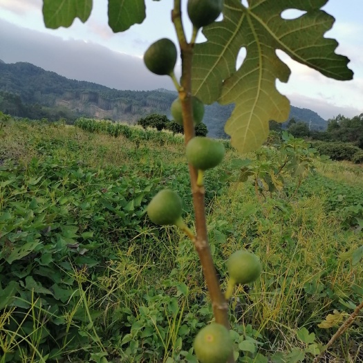 广州波姬红无花果苗 种植园的无花果树，由于经营方向改为种植农作物。