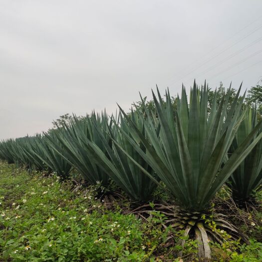 龙州县 剑麻绿化，高1米3左右，