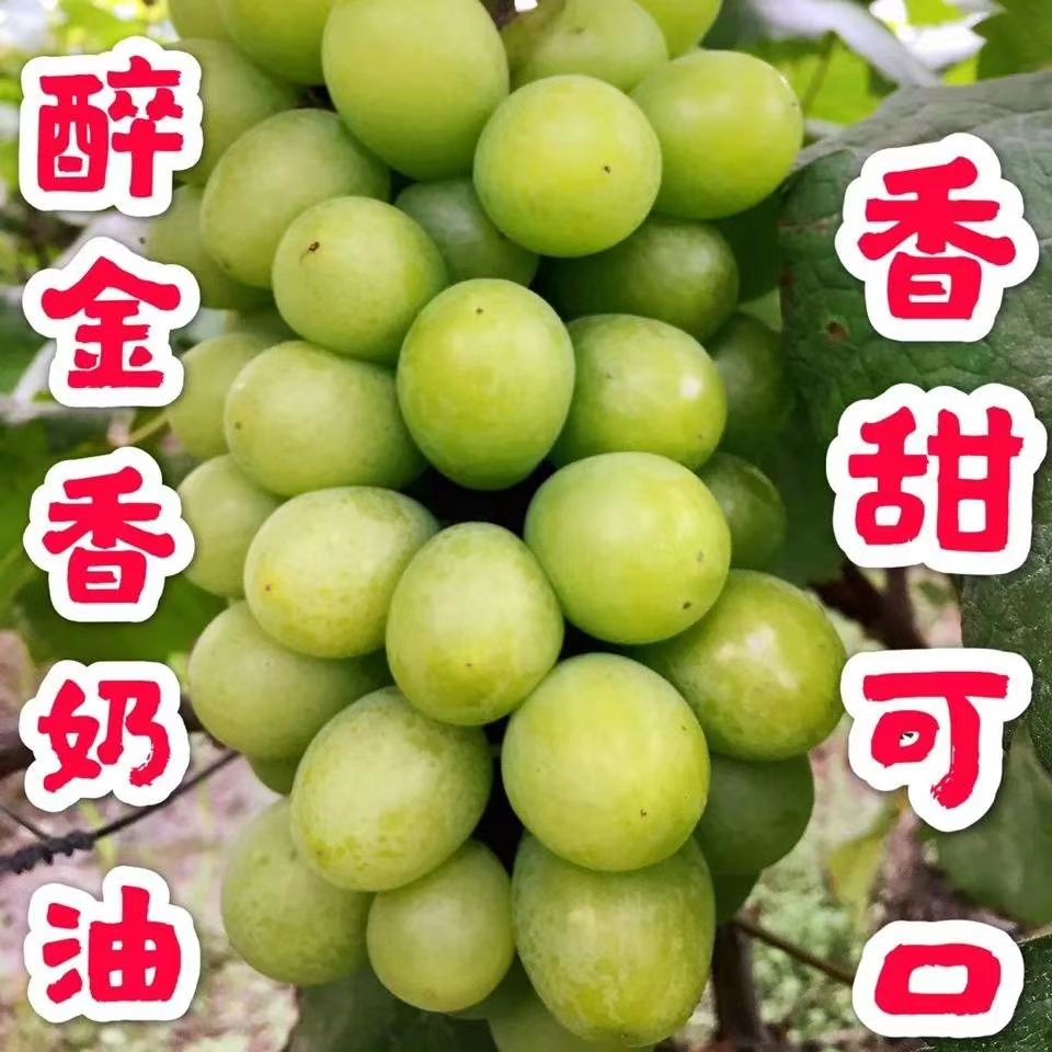 醉金香葡萄苗 香甜可口醉金香