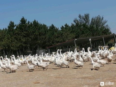 赤峰鹅 6-8斤 统货 半圈养半散养 