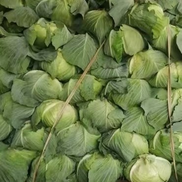 新野县奥奇娜甘蓝  包菜奥奇娜，2斤起，产地直供，货源充足，需要老