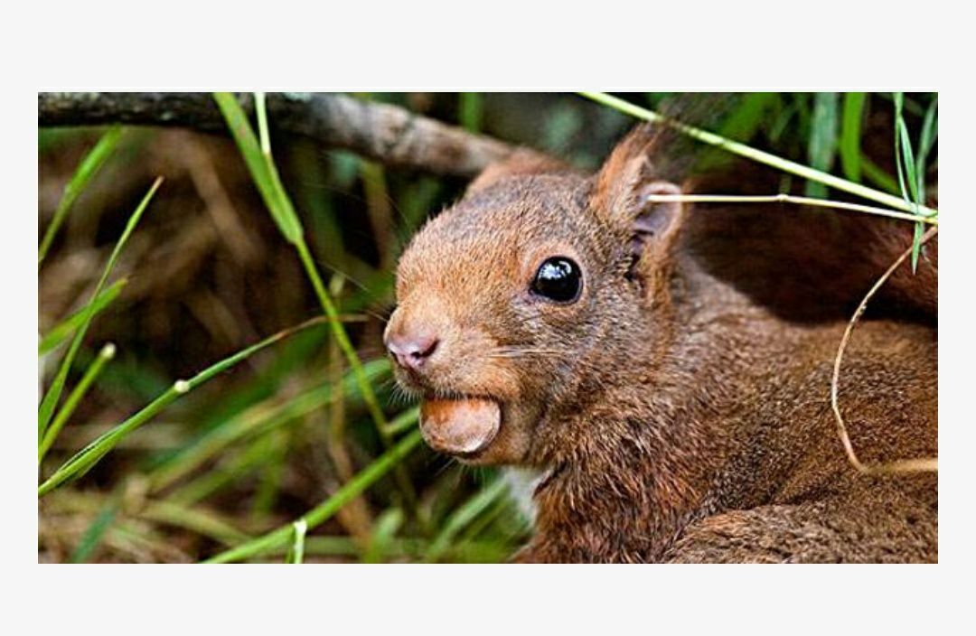 榛子苗  出售，美国大榛子树苗