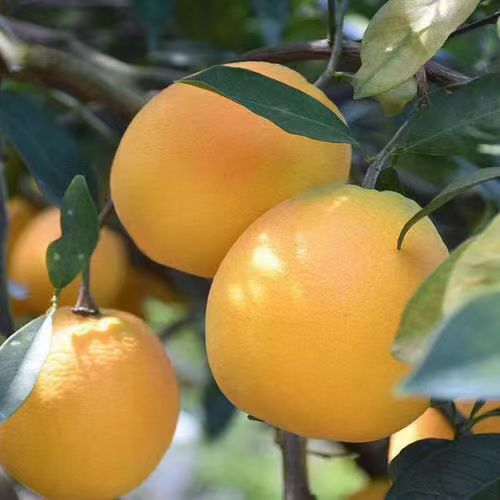 脐橙 统货 