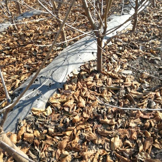 平度市俄罗斯8号樱桃苗 出售大樱桃树苗有俄罗斯八号，美早，黄密，先锋，萨米脱等品种。