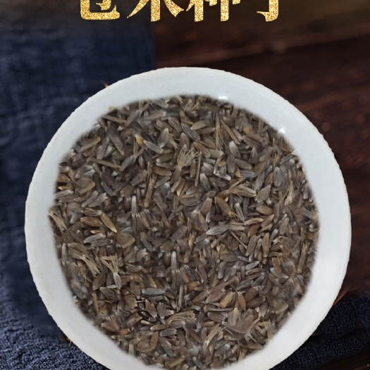 安国市苍术种子 当年纯新采收苍术籽 含朱砂点 发芽率高