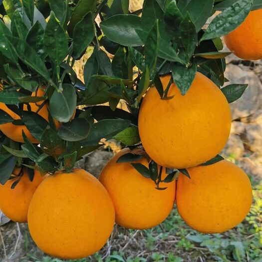 石门县石门脐橙