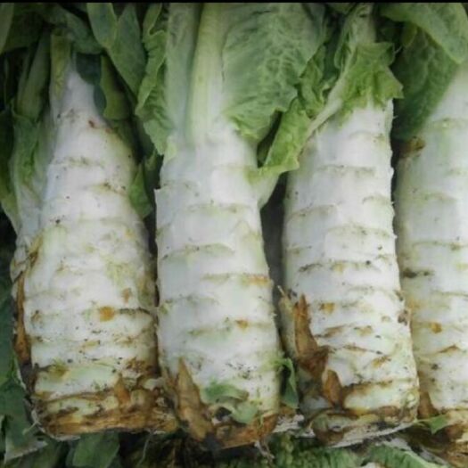 武汉 万亩蔬菜基地白皮六斤棒莴笋大量上市
