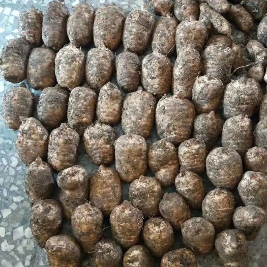 彝良县小草坝天麻  天麻具有治头痛头晕的