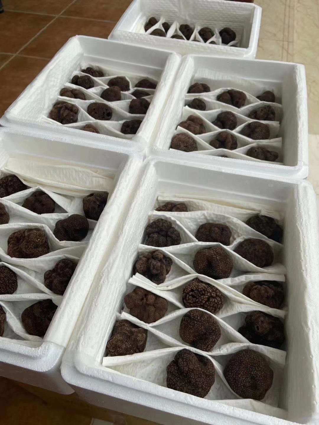 松露  2025年云南本地新鲜黑松露