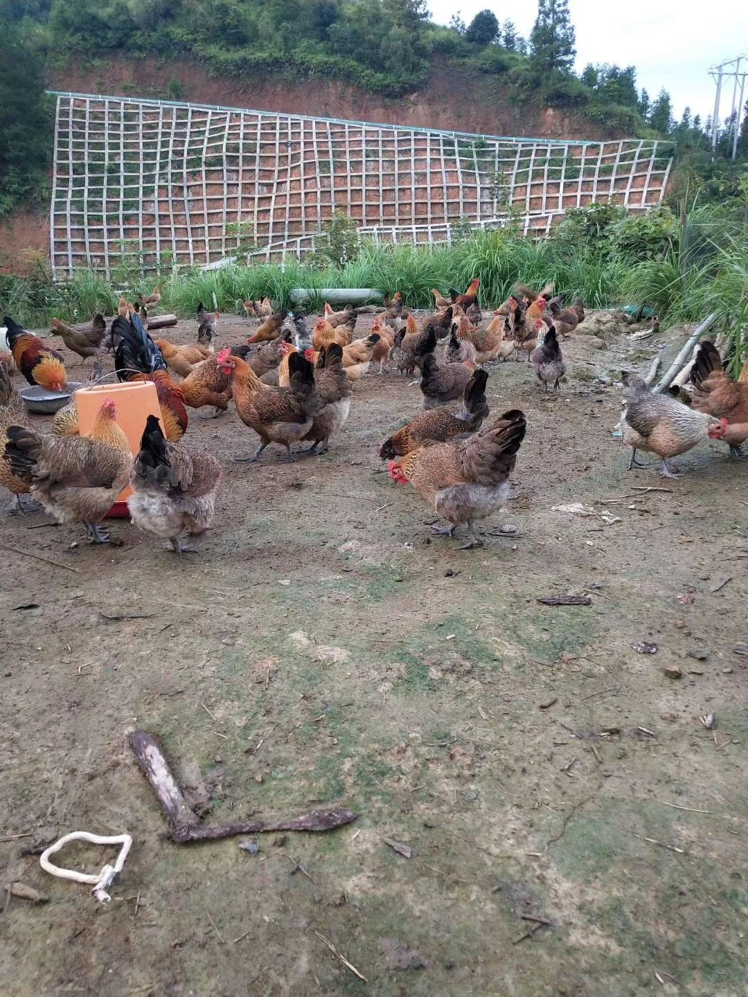 茶花鸡 小香鸡   两斤半左右