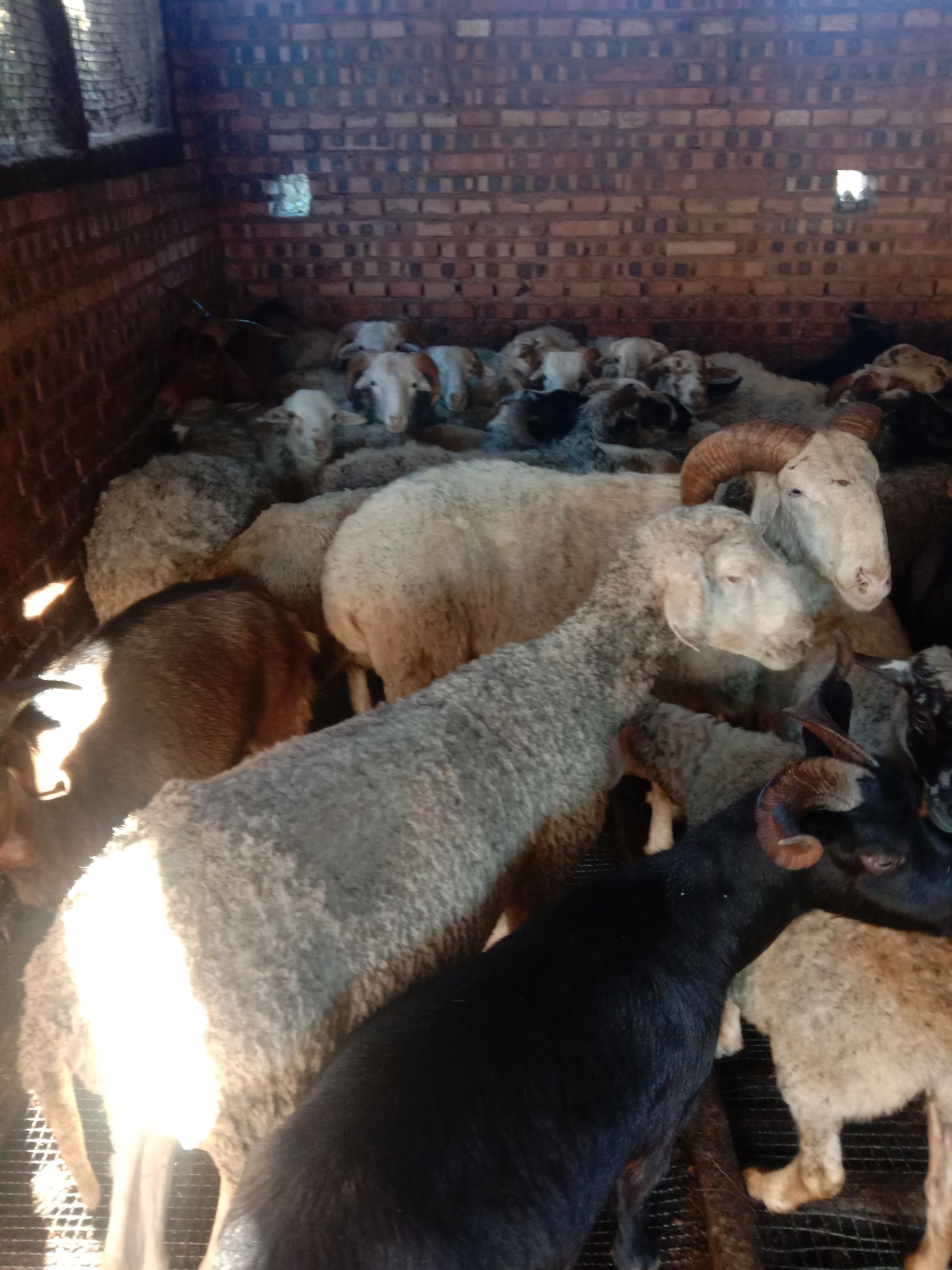 云南绵羊土绵羊育肥绵吉羊