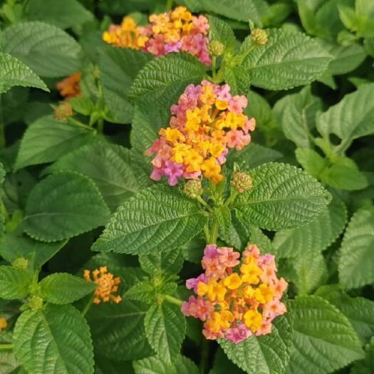 漳浦县马缨丹盆栽  五色梅漳州种植基地，中袋大袋大量上市。