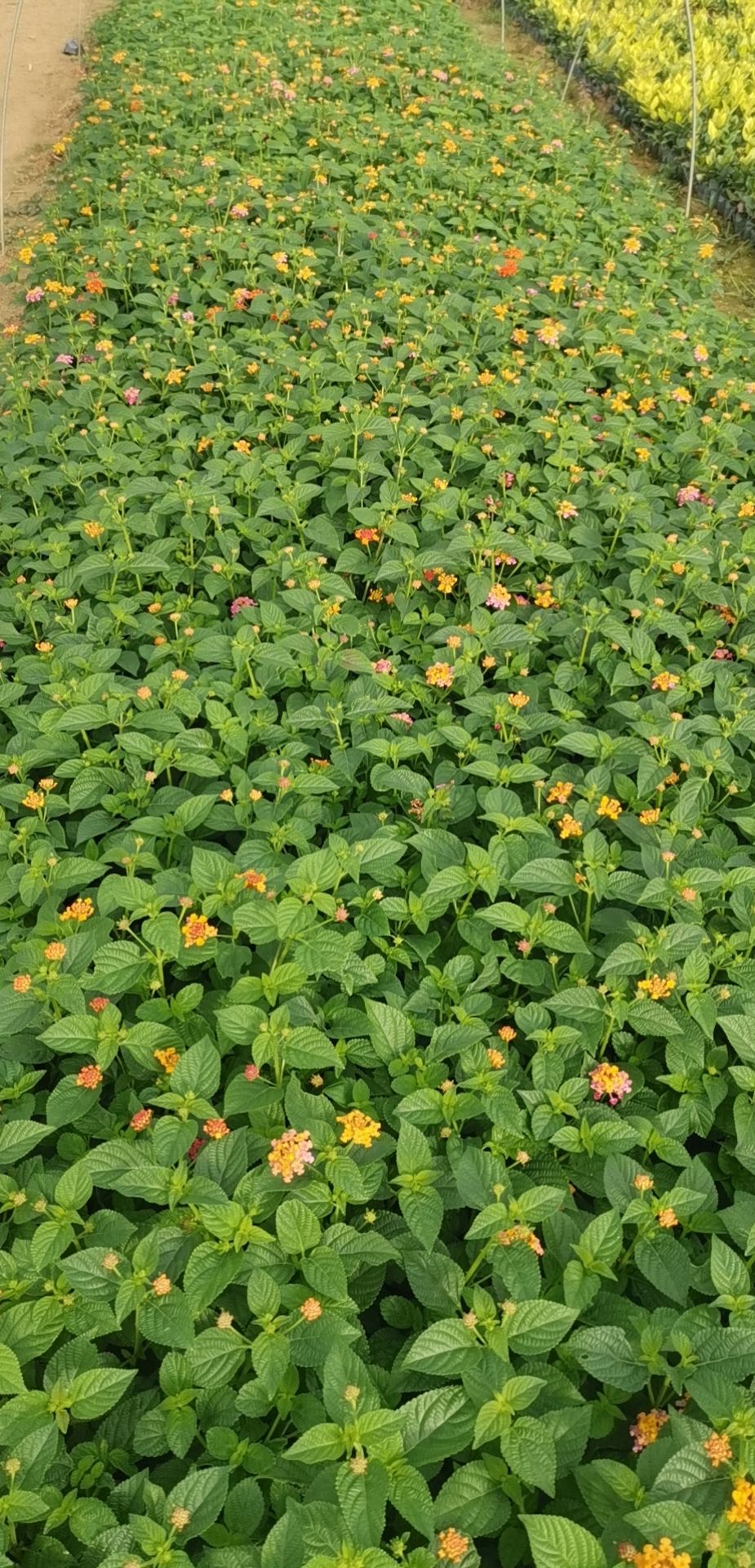 马缨丹盆栽  五色梅漳州种植基地，中袋大袋大量上市。