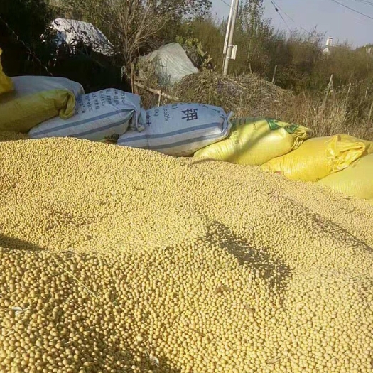 庆阳大豆 生大豆 1等品