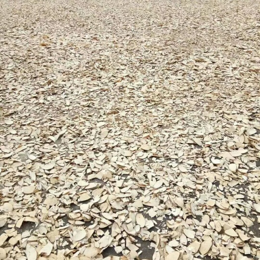 玉林三丫苦  一手货源大量供三叉苦