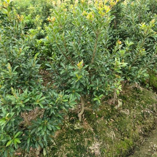 靖州县杨梅树  供应地径3公分营养袋乌梅苗