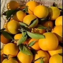 瑞金市 赣南脐橙精品挑出来的次果