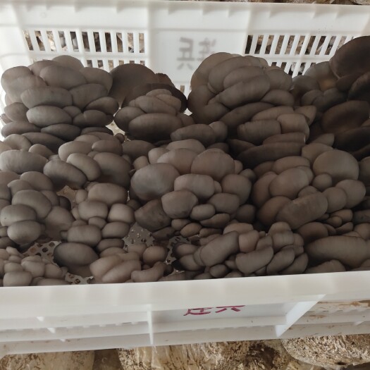 莘县鲜平菇 菇质优良  菇盖黑灰至灰色，菌褶白、细密，柄短质硬菌肉肥